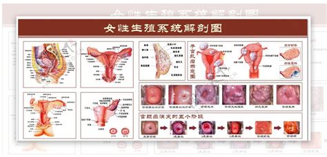 女人的生殖器|女性生殖系统